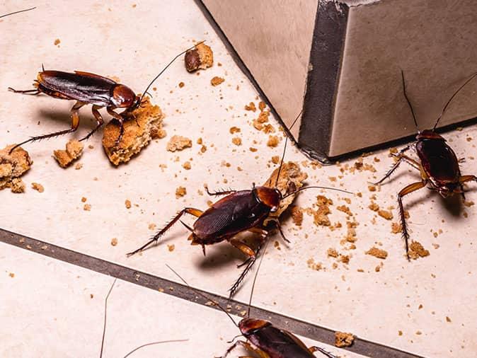cockroaches in denver home feeding on crumbs
