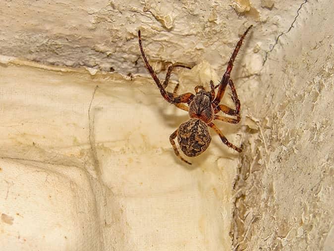 a common house spider in denver colorado
