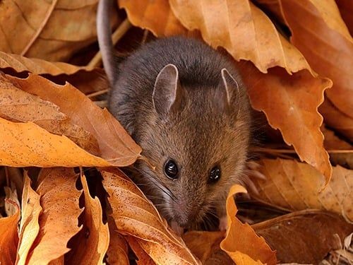 deer mouse foraging in yard
