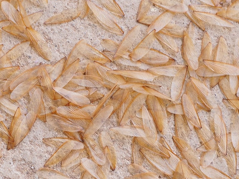 termite wings on the ground