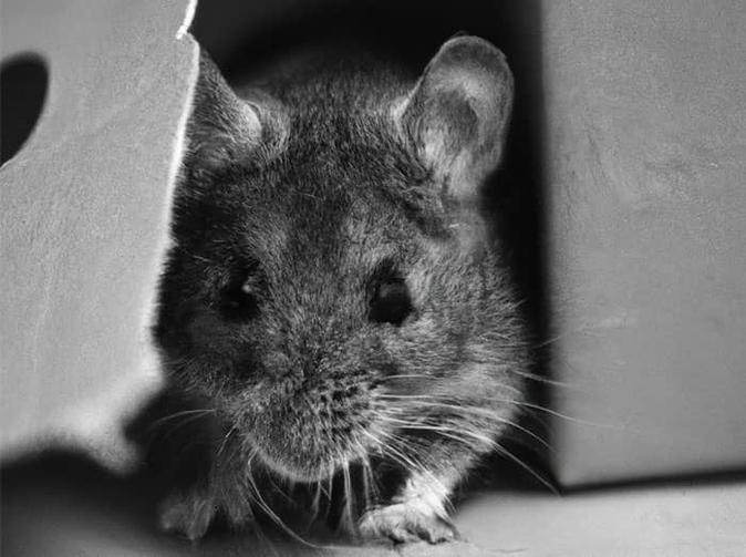 house mouse peaking out of a cardboard box