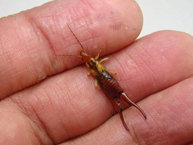 earwigs in colorado