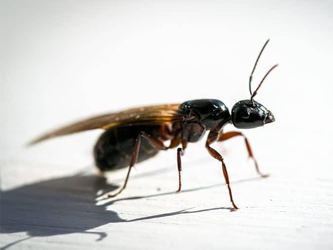 Why Denver Homeowners Are Seeing Flying Ants Inside Their Homes   Flying Ant Denver Colorado 