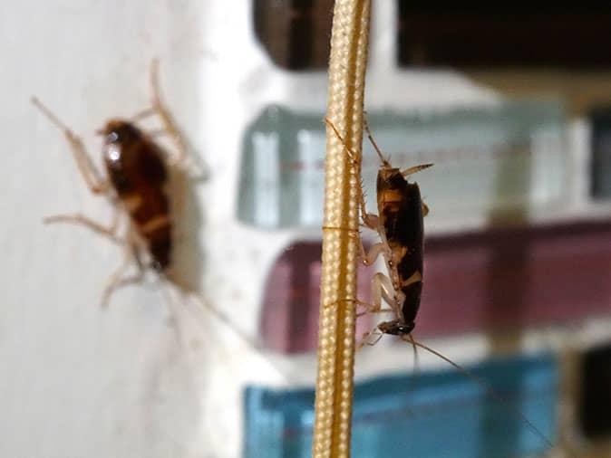 german cockroaches inside denver home