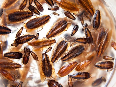 several german cockroaches