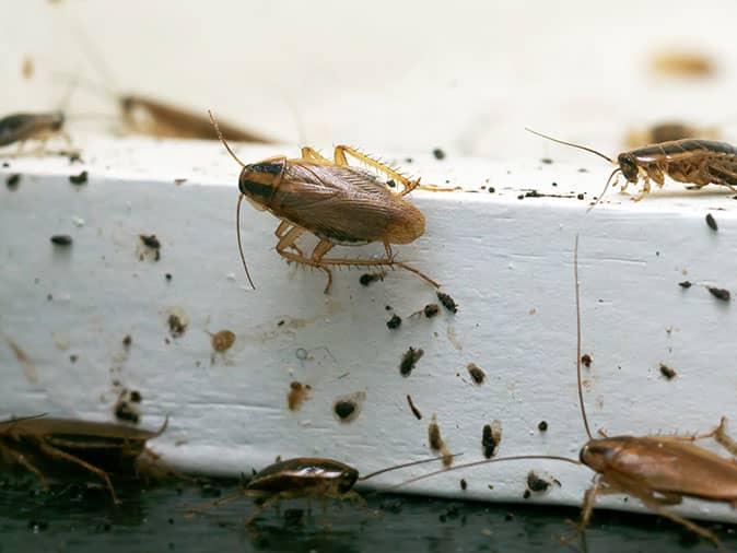 cockroach infestation inside a colorado springs home
