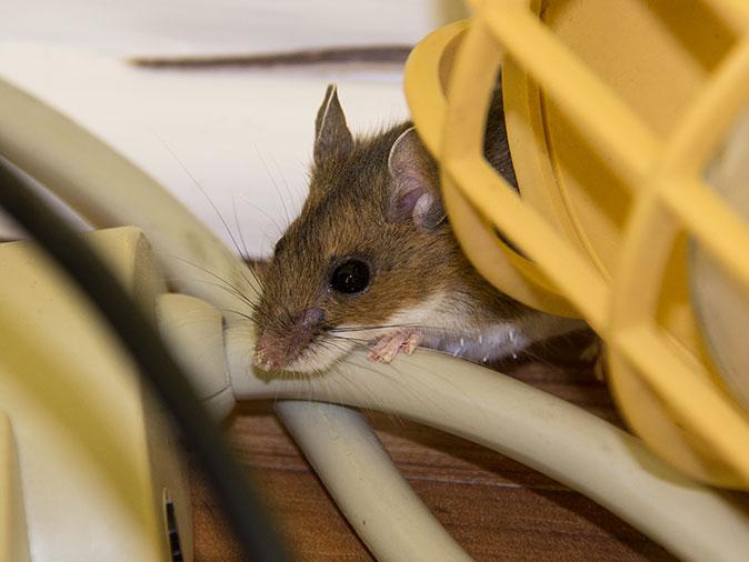 mouse tucked in a corner of a colorado springs house