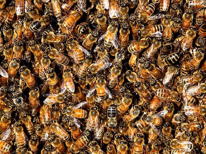 large number of honey bees in Colorado