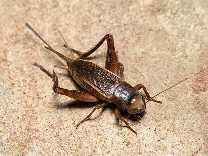 crickets and other bugs are taking over Denver & Colorado this summer