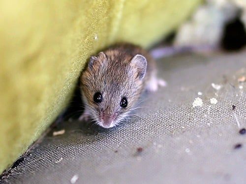 house mouse crawling on furniture
