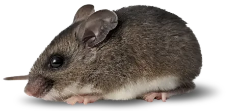 house mouse carrying the human plague