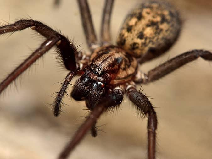 a house spider in colorado springs