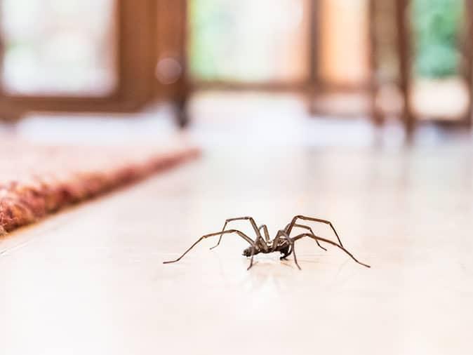 common house spider crawling across kitchen floor in colorado