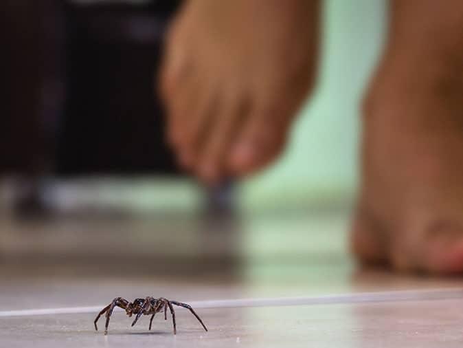 house spider crawling on kitchen floor in denver
