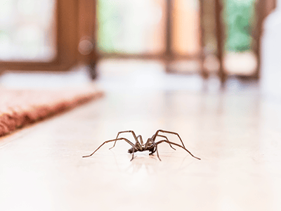 house spider crawling on a kitchen counter in denver co