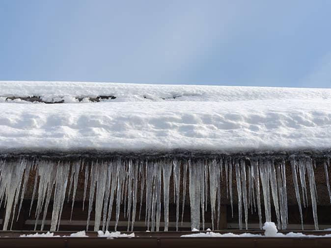 fix damage caused by winter to prevent pests in colorado