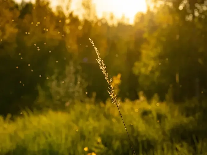 late summer in a colorado field