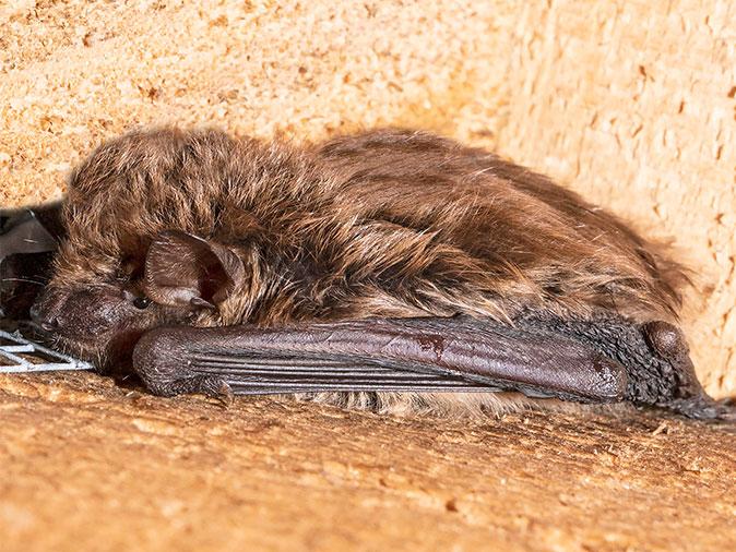 little brown bat roosting on cabin wall