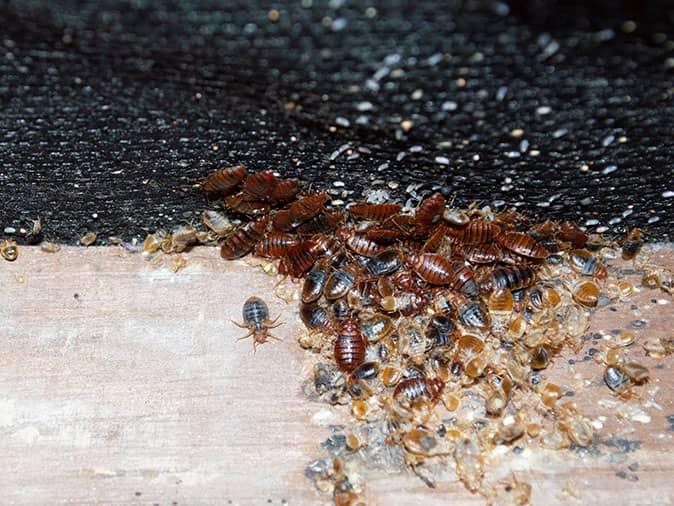 live bed bugs and nymphs crawling on furniture