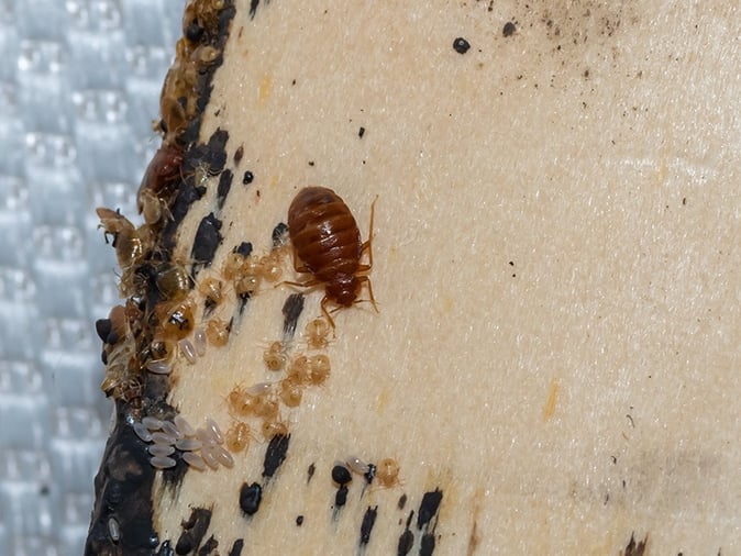 adult bed bug, bed bug eggs, and nymphs on bed frame