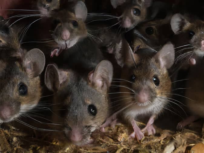 many house mice inside a denver colorado home