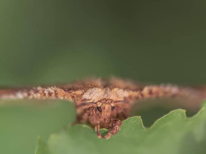 5 ways to beat indoor moths