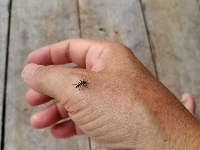 mosquito on hand