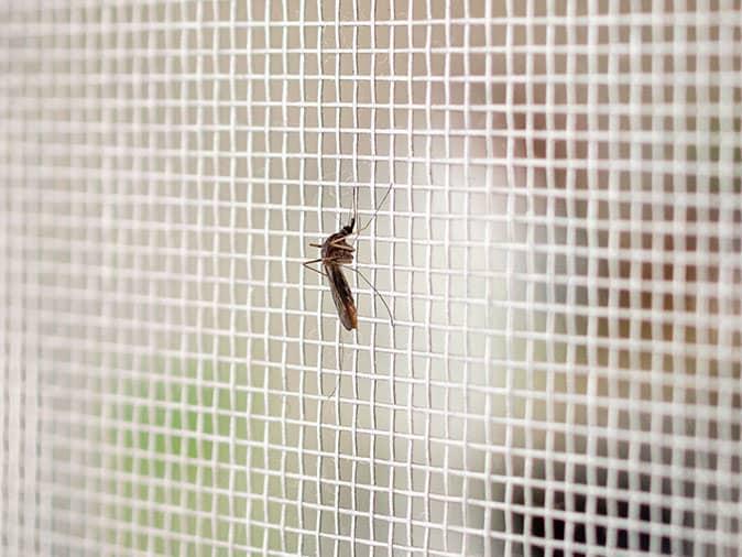 mosquito trying to get inside colorado home