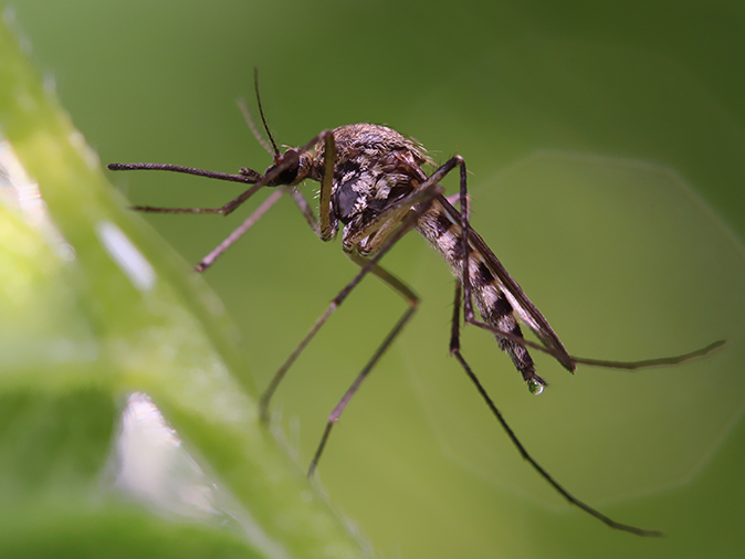 mosquito on a leaf outside a denver co home