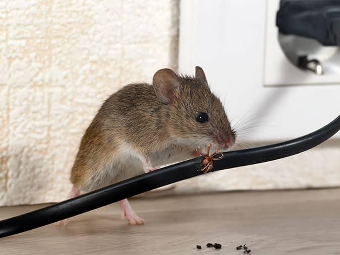 mouse chewing on wire in loveland co home