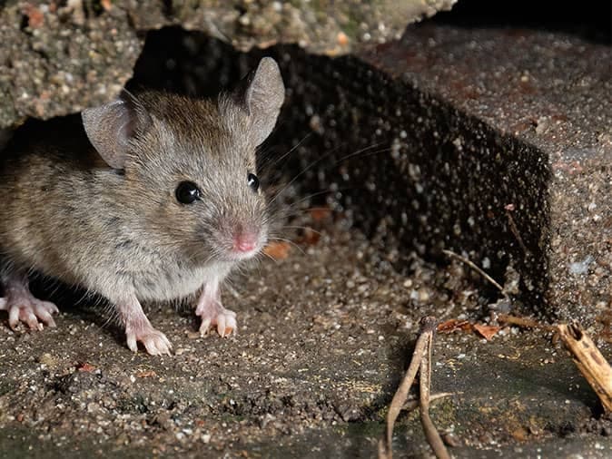 mouse in crawl space