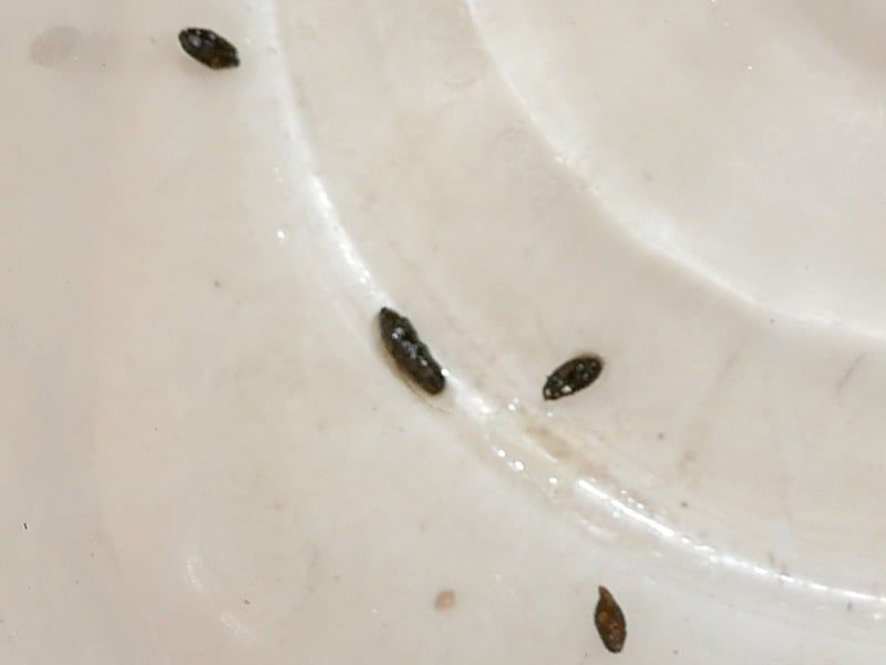 mouse poop in kitchen pantry