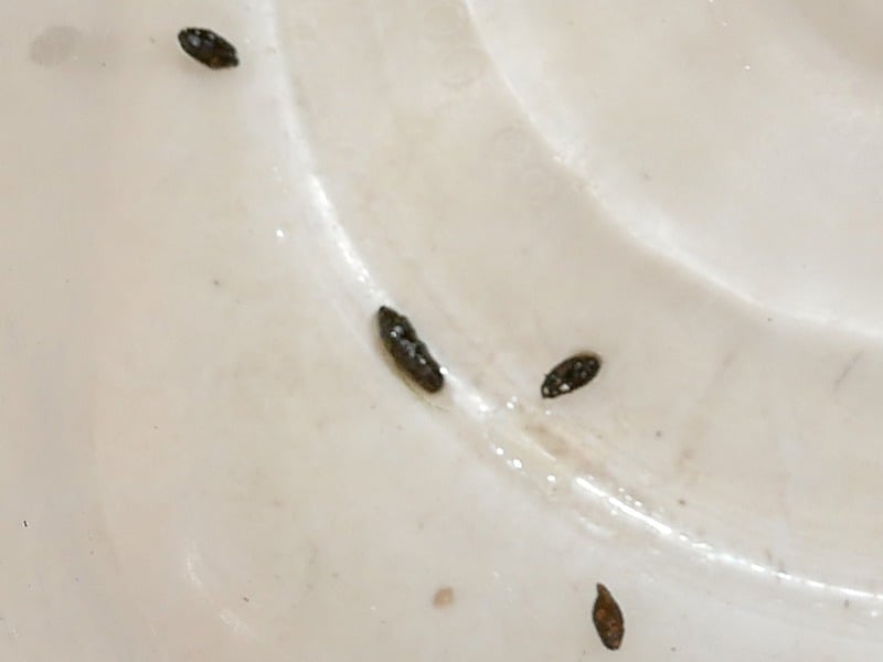 mouse poop in kitchen pantry