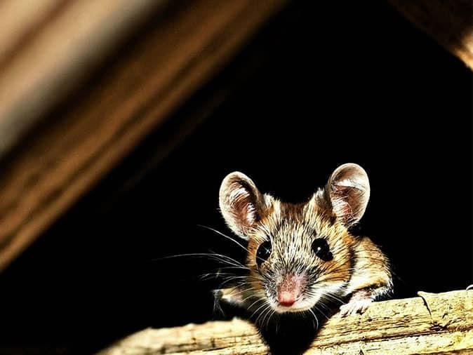 house mouse in the attic