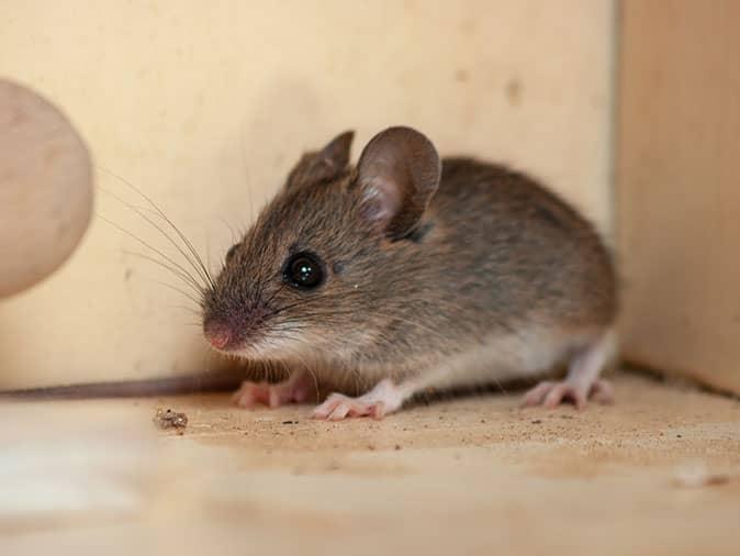 house mouse in denver colorado home