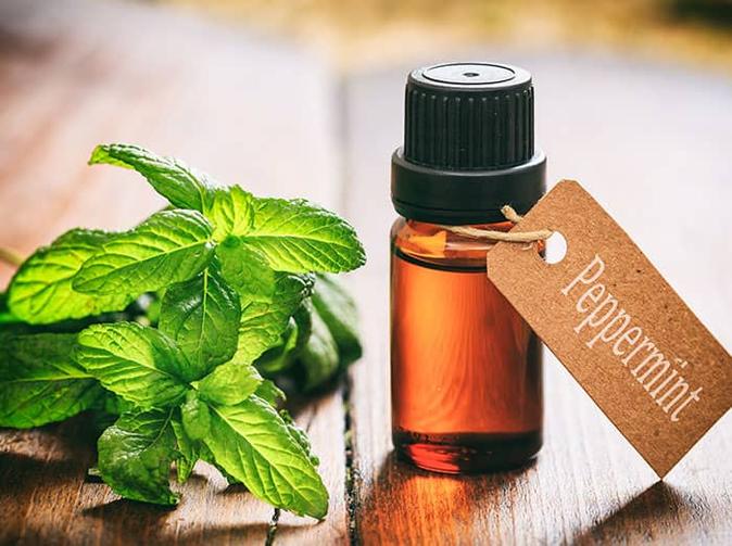 peppermint oil used to repel mice