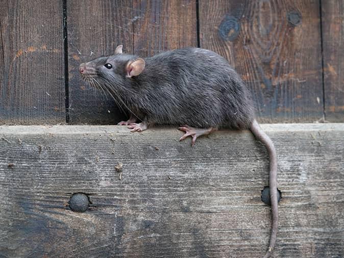 norway rat outside building in boulder colorado