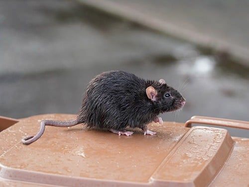 norway rat on trash can in denver driveway