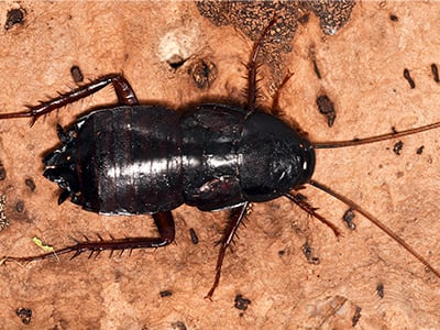 shiny black oriental cockroach