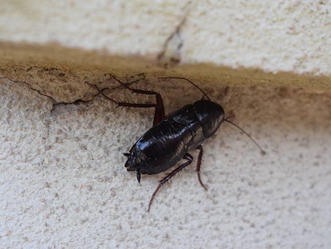 oriental cockroach in a denver home