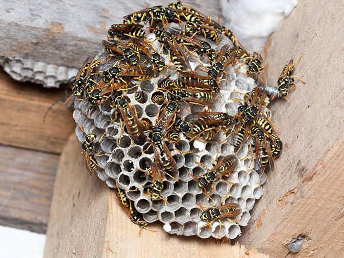 paper wasps building a nest under a deck in fort collins colorado
