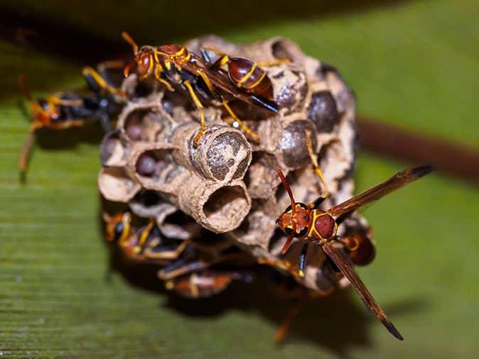 paper wasps building nest outside of boulder home