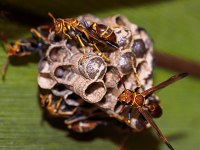 paper wasp nest underneath a deck in denver home