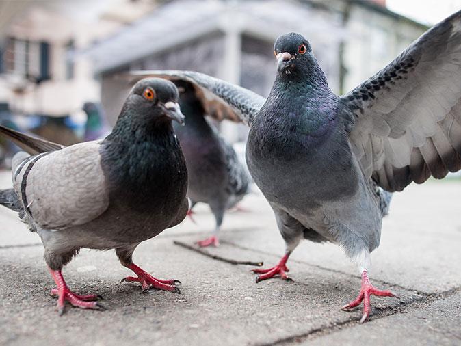 pigeons near business in colorado