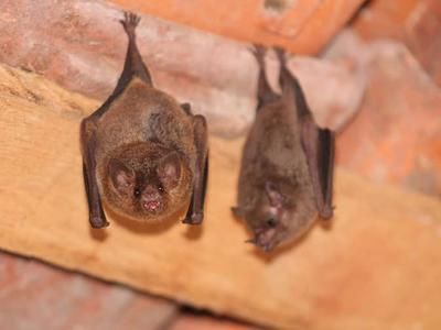 little brown bats roosting