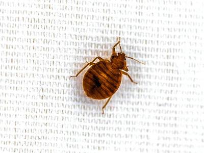 bed bug on a white sheet looking for a homeowner to feed on