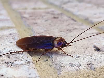 american cockroach in denver colorado