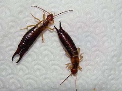 two earwigs crawling inside home