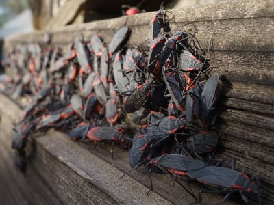 box elder bugs on colorado springs home in fall