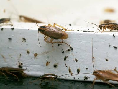 german cockroaches